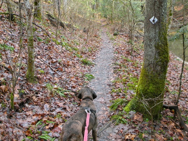 Koomer Ridge Trail